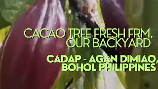 Asmr cacao tree fresh frm our backyard hiwa vlogs asmr viral