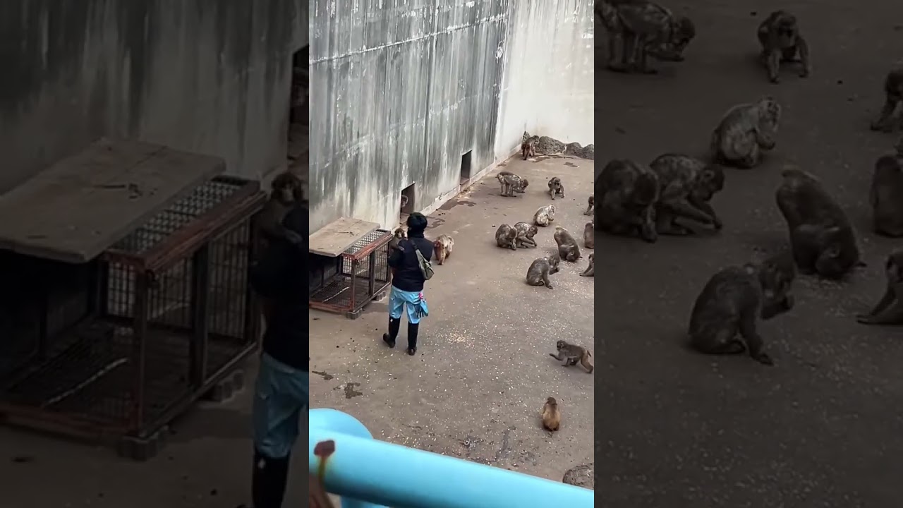 市川動植物園　がんばれパンチ　お兄さんにくっついてるパンチくん　#ichikawa#littlepunch#punch#monkey