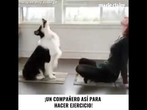 tu companero de ercicio