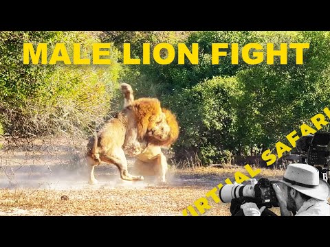 Lions Clash in Explosive Territorial Fight | Virtual Safari #276