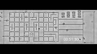 Smart neutrophils find their way through mazes - time is hours:minutes:seconds
