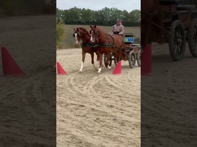 Paire de KWPN de 5 ans 