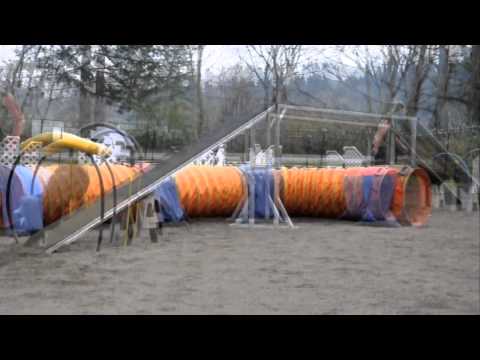 Canine Concept, Focused Dog Training video.