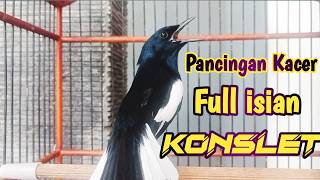 Download lagu PANCINGAN KACER GACOR BUKA, EKOR SEKALI DENGAR KACER LAIN LANGSUNG ON KONSLET NEMBAK KASAR mp3