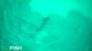 Go fish cam , JORNADA DE PESCA. Dentones desconfiados.