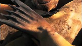 Described Video - National Geo DV demo