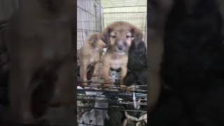 Video preview image #1 Australian Retriever Puppy For Sale in Virginia Beach, VA, USA