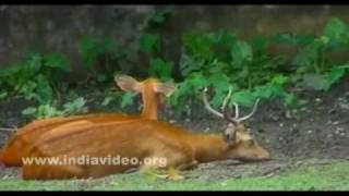 Zoological Garden, Calcutta