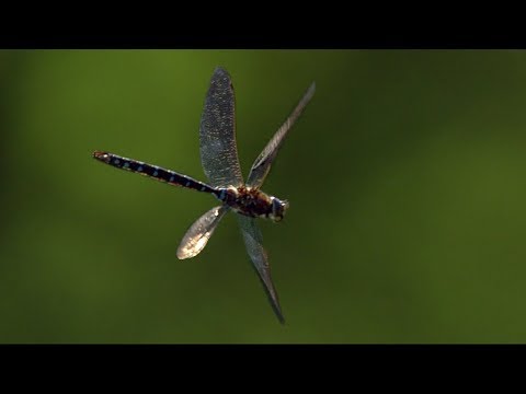 Dragonfly in Slow Motion | BBC Earth Explore