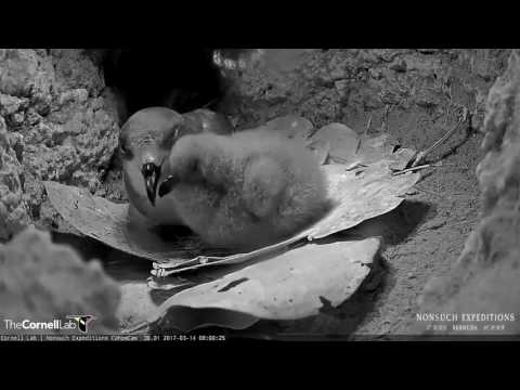 Female Returns, Feeds Bermuda Petrel Chick – Mar. 14, 2017