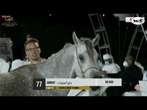 Dubai Stud Auction 2021 - Part 4