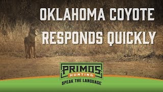 Oklahoma Coyote Responds Quickly