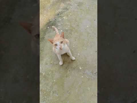 cat video