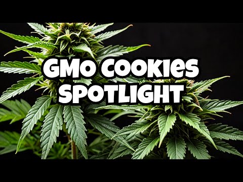April's Strain Highlight: GMO Cookies Review