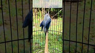 Download lagu LOVEBIRD NGEKEK PANJANG GAYA ISTIMEWA #birds #lovebirds #shorts mp3 Download lagu LOVEBIRD NGEKEK PANJANG GAYA ISTIMEWA #birds #lovebirds #shorts mp3