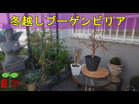 冬のブーゲンビリアの飼い方は？どこに置き、どのような越冬をすれば健康に保てますか？  庭園