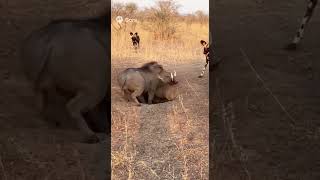 Download lagu The mother warthog stabs at the wild dogs approaching the burrow with her tusks. mp3 Download lagu The mother warthog stabs at the wild dogs approaching the burrow with her tusks. mp3