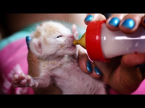 Kočičí domov Sluníčko