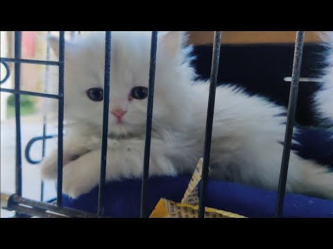 cute cat in jaipur | cat bazar jaipur
