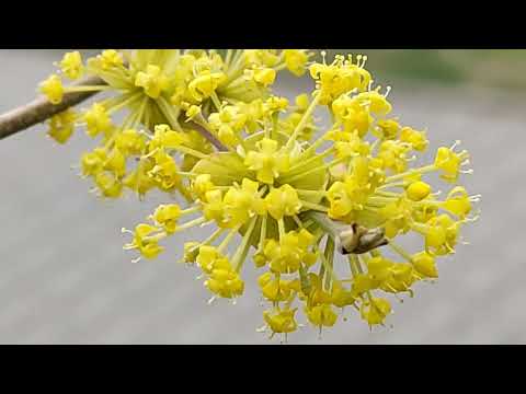 JARNÍ POZDRAV :-)  -  Spring greeting  -  春のご挨拶  -  تحية الربيع