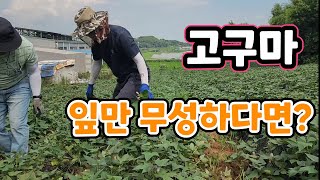 잎만 무성한 고구마 결과는? 이것 주면 밑이 주렁주렁