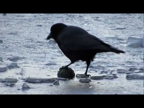 Crow and Gull play with Balls on Ice