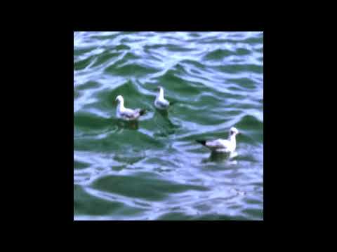 NSR ft. Sky Collar - The Distance Between You and I