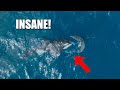 Killer Whale Attacks and Eats Great White Shark in 2 Minutes - INSANE FOOTAGE!