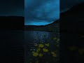 Evening Video Download Free Night Effect Video Download Night Nature Video Download