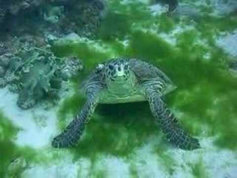 House Reef Turtle