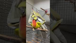 Download lagu Lutino cockatiel and African love bird cross breeding #explore #birds #cocketiel #talesoftiels #vlog mp3