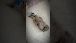 Download lagu KETIKA KAMU JADI KUCING, NEMU BABU SUPER KAYA JADI BEGINI!! mp3