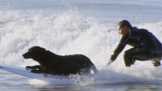 This Dog Helps His Navy SEAL Cope with PTSD