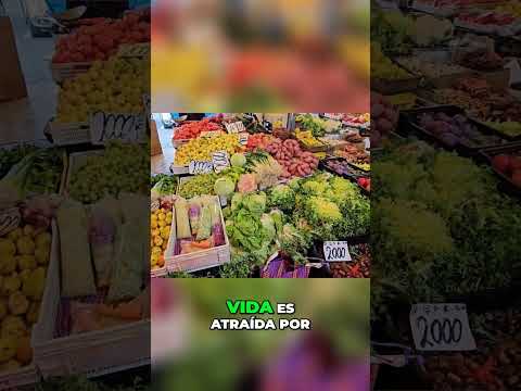 Valdivia Chile 🇨🇱 The best city in Chile 🤩 #chile #travel #touringchile #temuco #valdivia