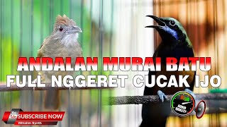 Download lagu KOMPILASI KAPAS TEMBAK GACOR VS CUCAK CUNGKOK MASTERAN ANDALAN MURAI BATU DAN CUCAK IJO mp3