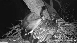 Decorah Goose Cam: A Masked Intruder Or are there two Explore.org 3-23-2026
