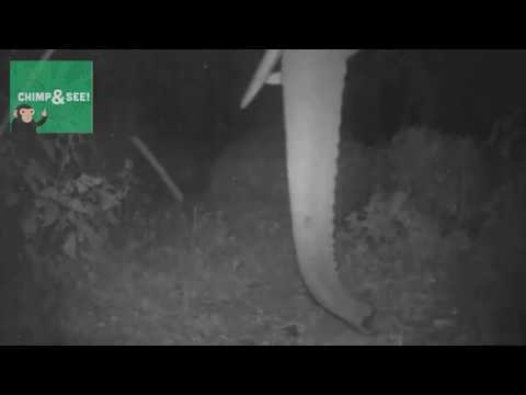 Duiker & elephant meet at night
