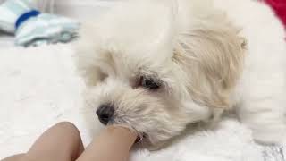 ハーフ犬の動画01