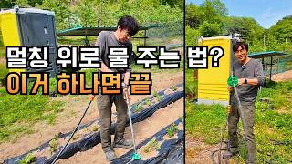 멀칭 위로 물 주는 법? 이거 하나면 끝! 유기농 방제 방법과 캐리어 분무기로 방제하기