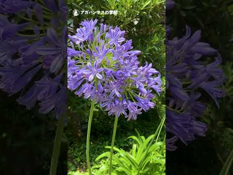 アガパンサスを成長させ、開花を促進するにはどのような肥料を使用すればよいでしょうか?  庭園