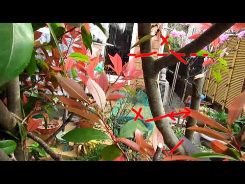 メドラー「レッドロビン」 植物