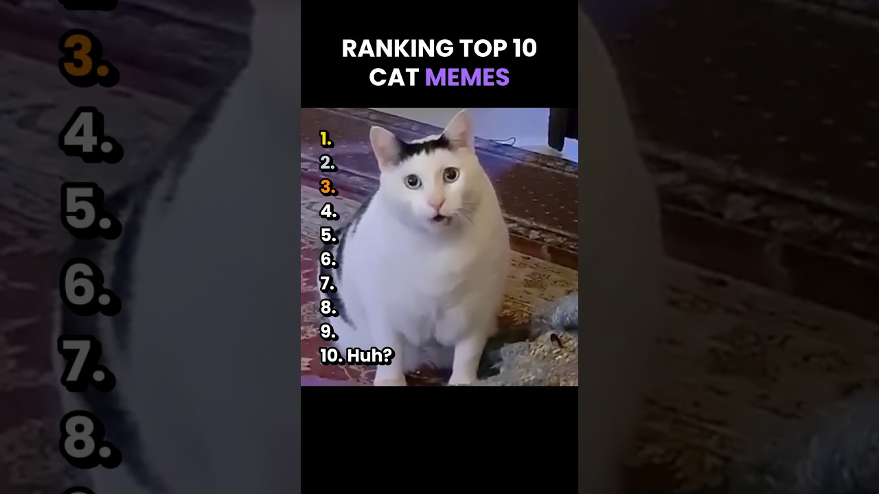 Top 10 Cat memes 😂