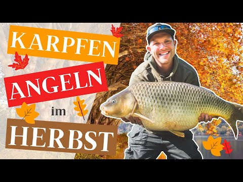 Karpfenangeln Im Herbst - Rigs, Futter Und Taktik Für Dicke Herbstkarpfen!