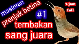 Download lagu MASTERAN PRENJAK BETINA GACOR || tembakan prenjak betina @putrakicauofficial7377 mp3