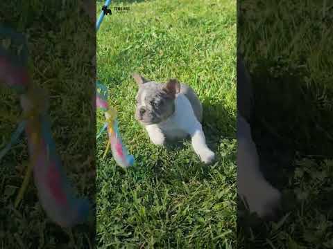 Video 1