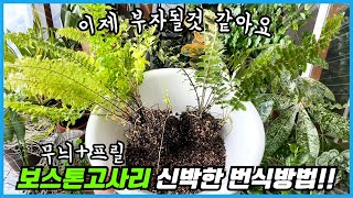 화분안에 대체 무슨일이?? 촉수를 뻗어 번식하는 신기한 희귀 보스톤고사리!!