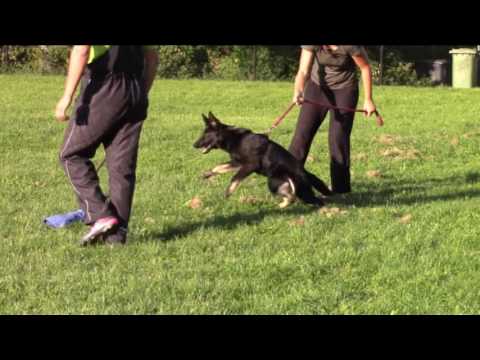 Crash Greymary - training - 5 months