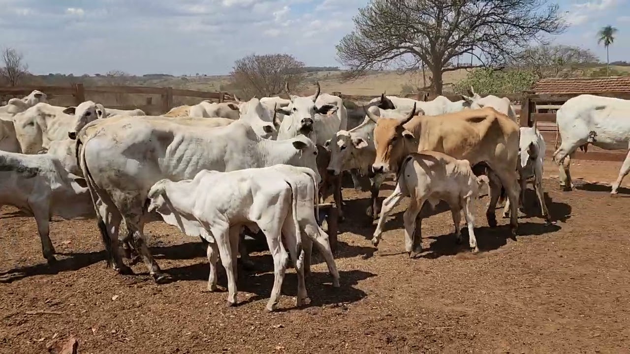 VACAS NELORE PARIDA GADO EXTRA PREÇO MUITO BOM.
