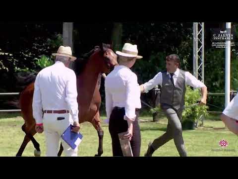 N 33 BRODNICA   Strohen 2023 European Show   Mares 4 6 Years Old Class 9