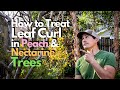 How to Treat Leaf Curl in Peach and Nectarine Trees